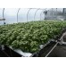 2012HL Standard System - Lettuce